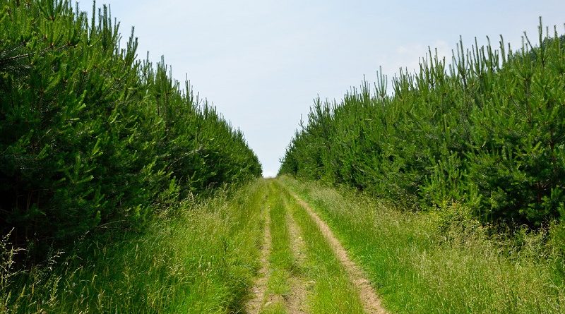 гора