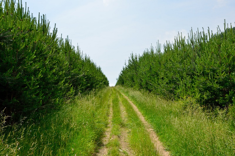 гора