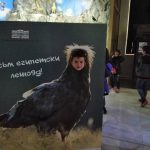 Русе