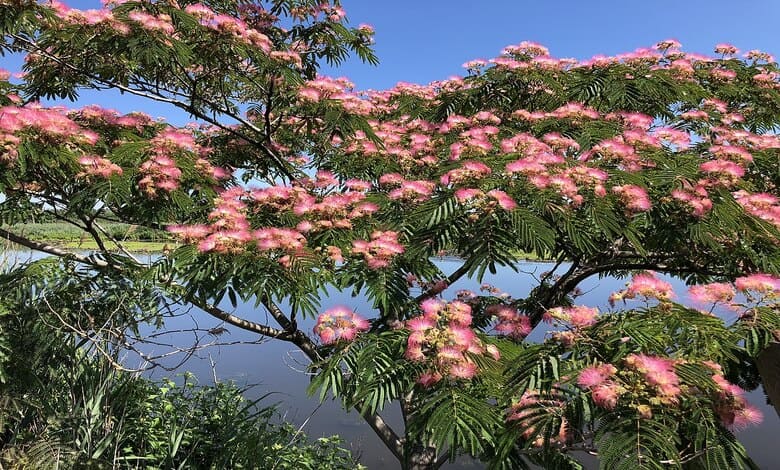 Ленкоранска албиция (Albizzia julibrissin) Ленкоранска албиция (Albizzia julibrissin)