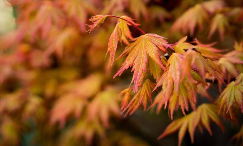 Есенно обагряне на листата на Acer palmatum ‘Katsura’ Есенно обагряне на листата на Acer palmatum ‘Katsura’
