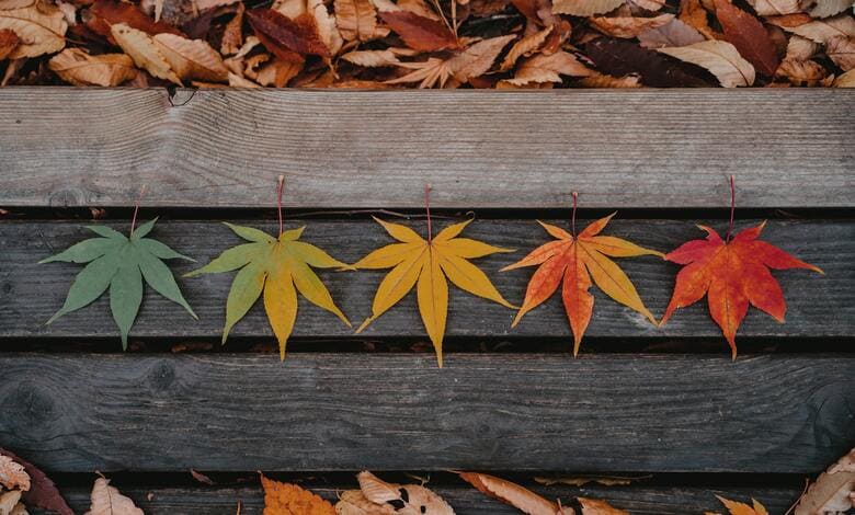 Различни нюанси от цветове на листа от палмаволистен клен /Acer palmatum/ Различни нюанси от цветове на листа от палмаволистен клен /Acer palmatum/