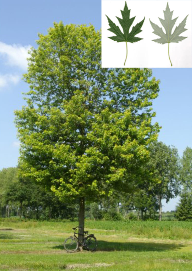 Снимка на възрастно дърво сребролистен явор (Acer saccharinum) Снимка на възрастно дърво сребролистен явор (Acer saccharinum)