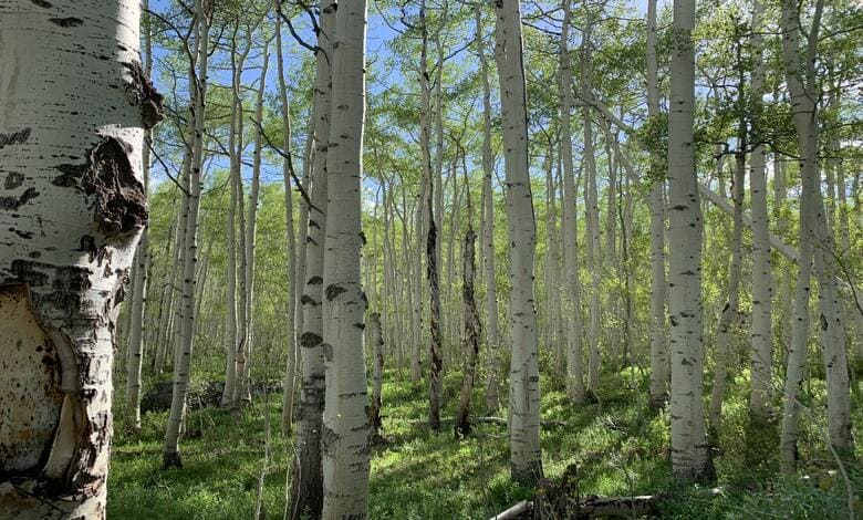 Горски масив от дървета обикновена (бяла) бреза (Betula pendula) Горски масив от дървета обикновена (бяла) бреза (Betula pendula)