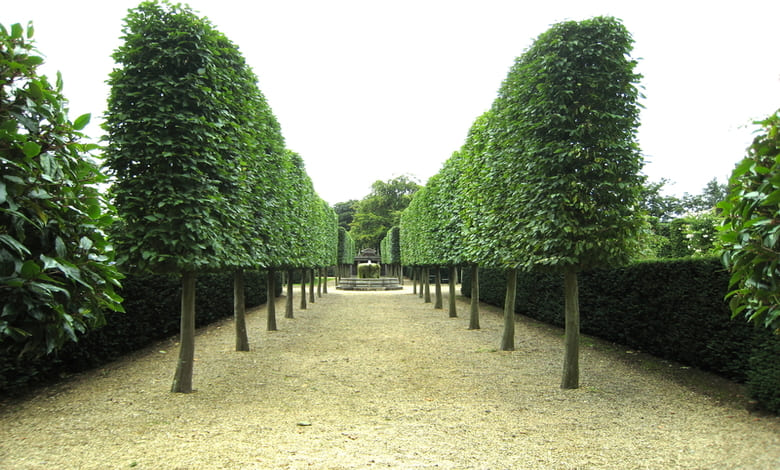 Обикновен габър (Carpinus betulus) оформен като жива стена Обикновен габър (Carpinus betulus) оформен като жива стена