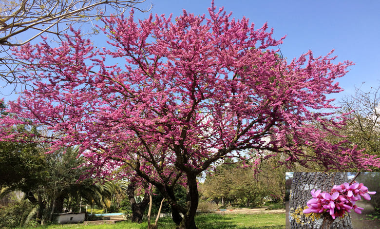Дървото на Юда (див рожков) (Cercis siliquastrum) с показана в близък план каулифлория Дървото на Юда (див рожков) (Cercis siliquastrum) с показана в близък план каулифлория