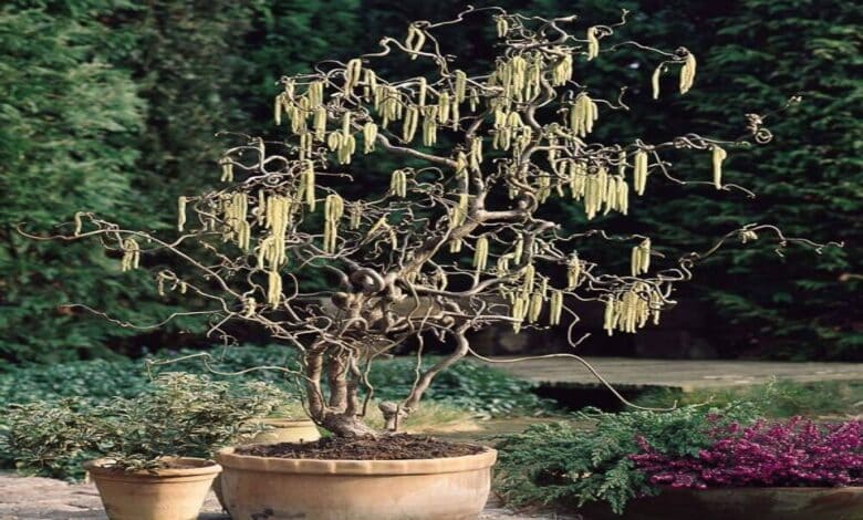 Къдрав лешник (Corylus avellana ‘Contorta’) в саксия през зимата Къдрав лешник (Corylus avellana ‘Contorta’) в саксия през зимата