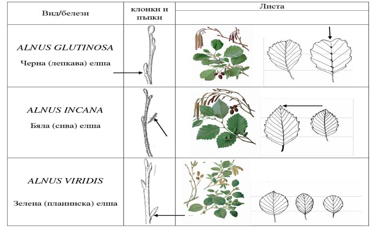 Морфологични белези на представители от род Елша (Alnus) Морфологични белези на представители от род Елша (Alnus)