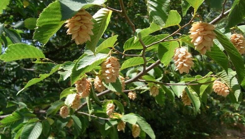 Обикновен воден габър (Ostrya carpinifolia)