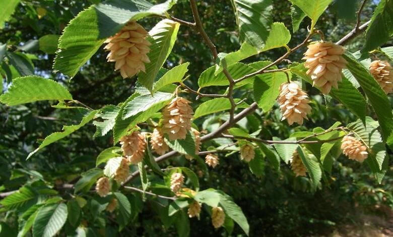 Обикновен воден габър (Ostrya carpinifolia)
