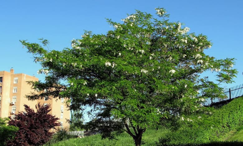Възрастно дърво бяла акация (Robinia pseudoacacia) Възрастно дърво бяла акация (Robinia pseudoacacia)
