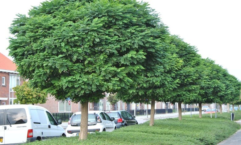 Кълбовидна акация (Robinia pseudoacacia ‘Umbraculifera’) Кълбовидна акация (Robinia pseudoacacia ‘Umbraculifera’)