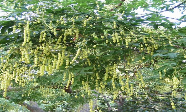Плодове на японска софора (Sophora japonica) Плодове на японска софора (Sophora japonica)