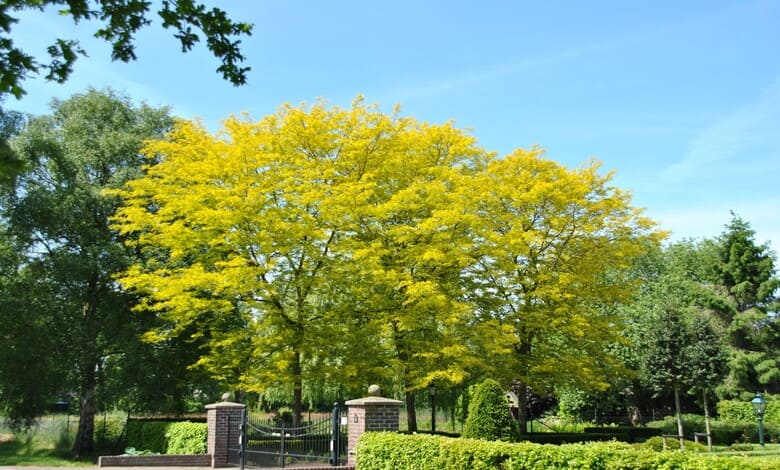 Жълтолистна гледичия (Gleditsia triacanthos ‘Sunburst’) Жълтолистна гледичия (Gleditsia triacanthos ‘Sunburst’)