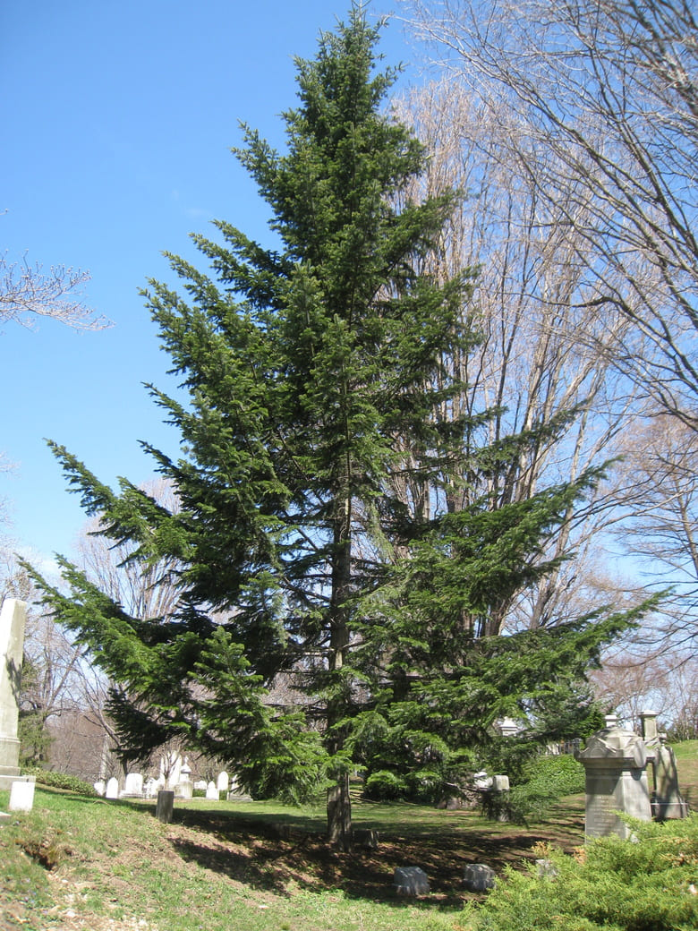 Обикновена ела (Abies alba)