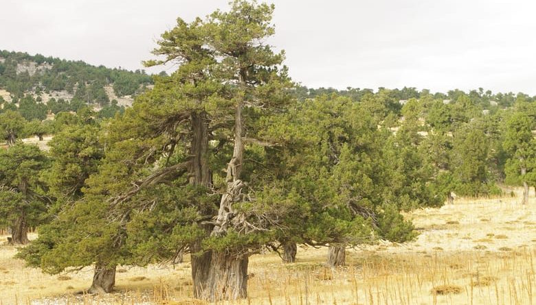 Дървовидна хвойна (Juniperus excelsa)