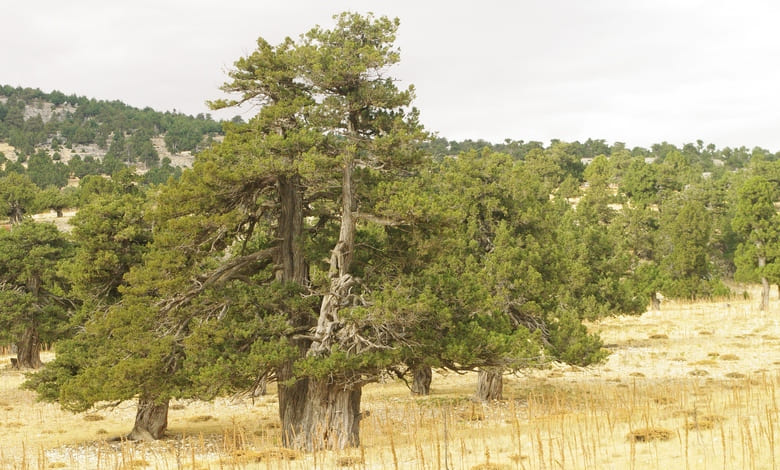 Дървовидна хвойна (Juniperus excelsa)