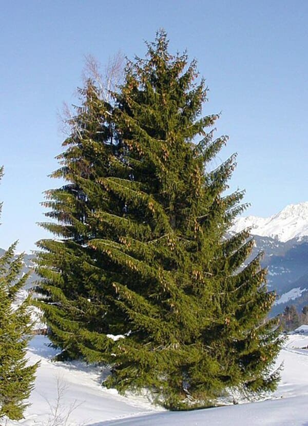 Обикновен смърч (Picea abies)